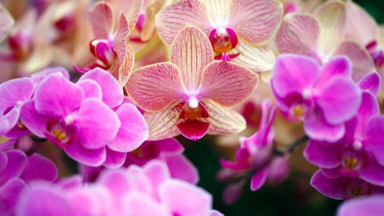 Como cuidar de orquídeas Phalaenopsis